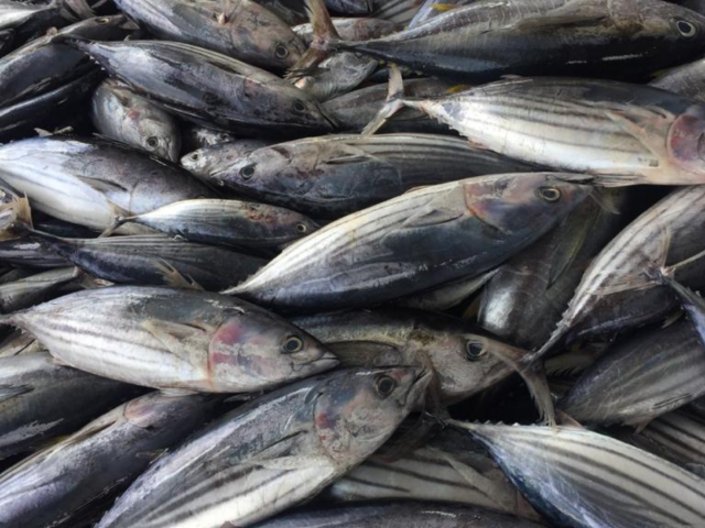 Maldives pole-and-line skipjack; Tuna you can trust