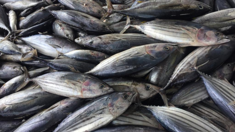 Maldives pole-and-line skipjack; Tuna you can trust