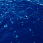 Achieving the world’s first “plastic neutral” fishery in the Azores