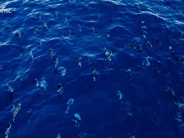 Achieving the world’s first “plastic neutral” fishery in the Azores