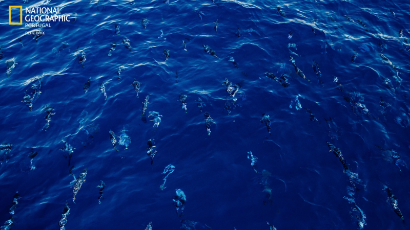 Achieving the world’s first “plastic neutral” fishery in the Azores