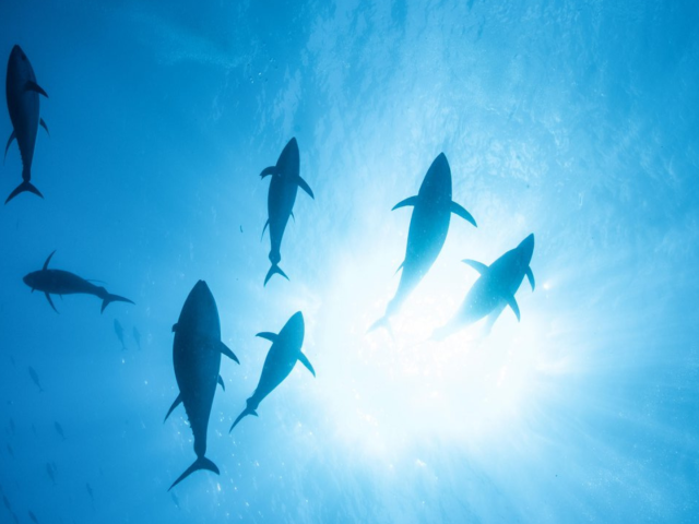 IPNLF IOTC Position Statement 2022