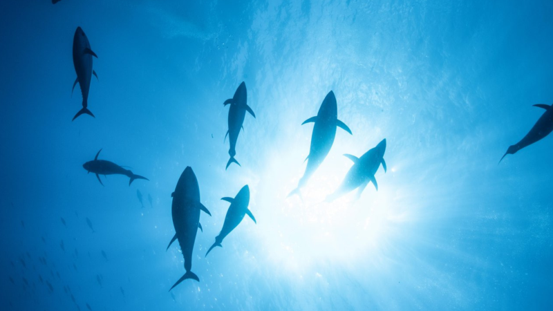 IPNLF IOTC Position Statement 2022