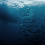 IPNLF RELEASE THEIR POSITION STATEMENT AHEAD OF ICCAT PANEL 1