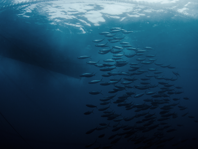 IPNLF RELEASE THEIR POSITION STATEMENT AHEAD OF ICCAT PANEL 1