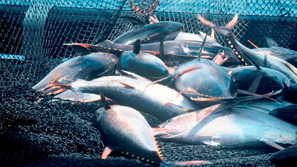 Leading conservation NGOs warns major seafood ecolabel is risking its reputation