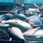 Leading conservation NGOs warns major seafood ecolabel is risking its reputation