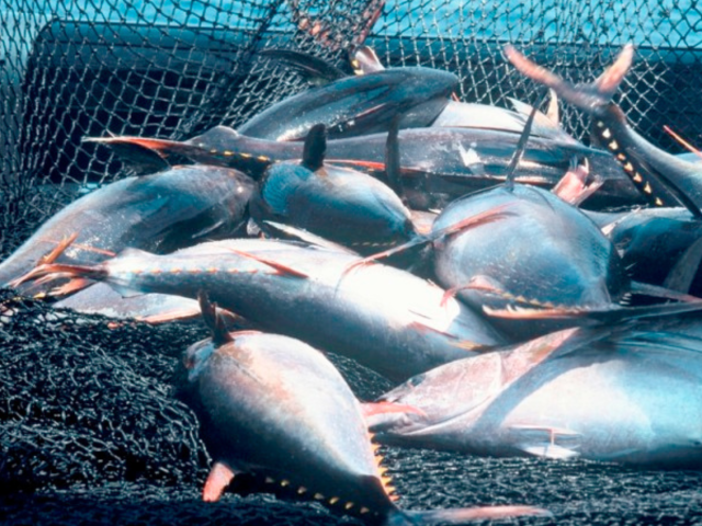 Leading conservation NGOs warns major seafood ecolabel is risking its reputation