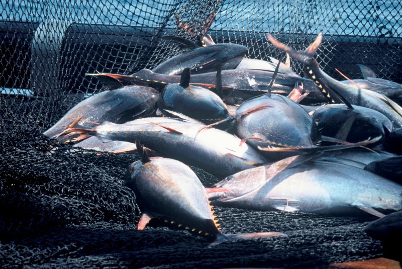 Leading conservation NGOs warns major seafood ecolabel is risking its reputation