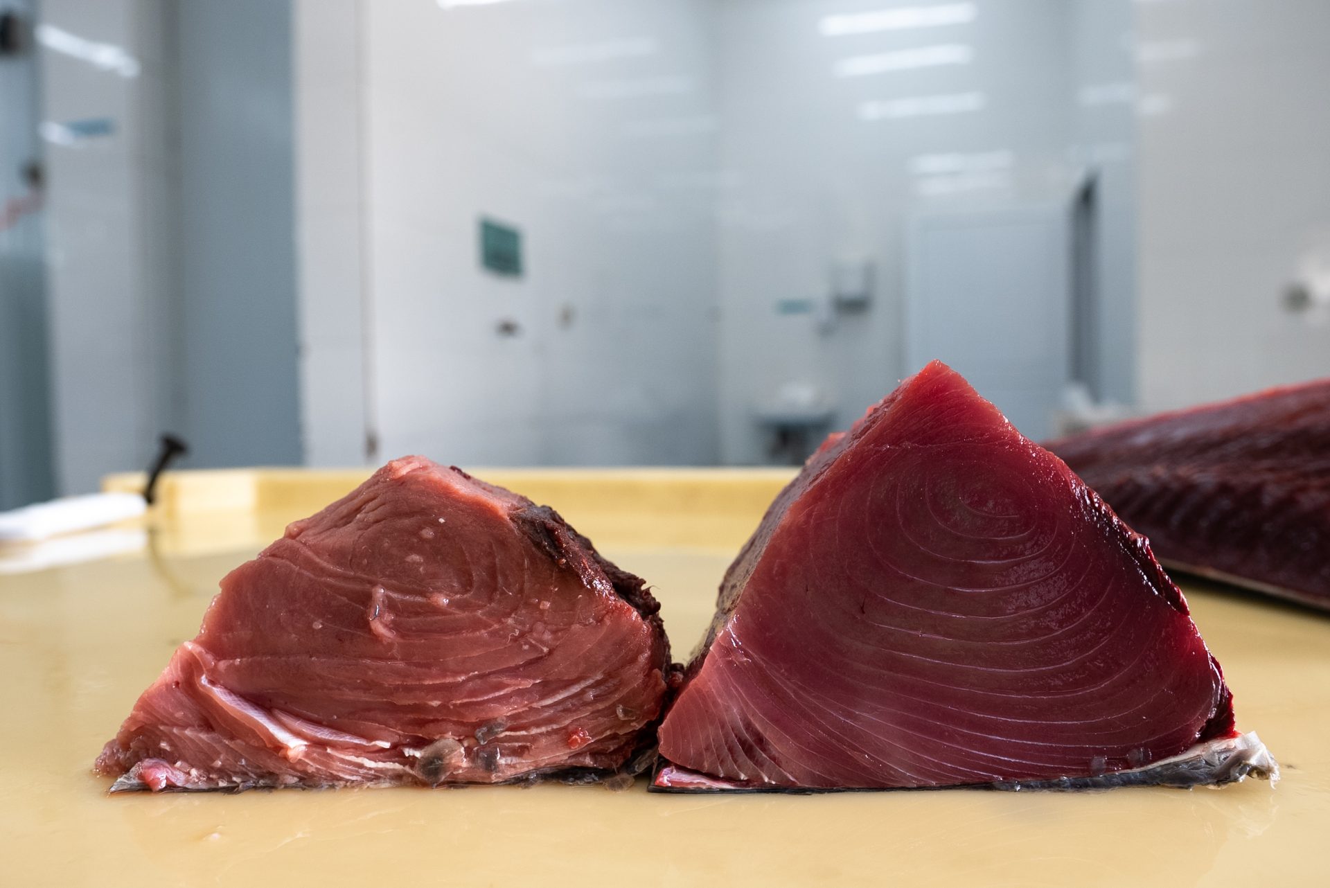 IPNLF, Seafood Souq, and Omani fishers demonstrate a new global source of  Sashimi Grade Yellowfin Tuna - IPNLF