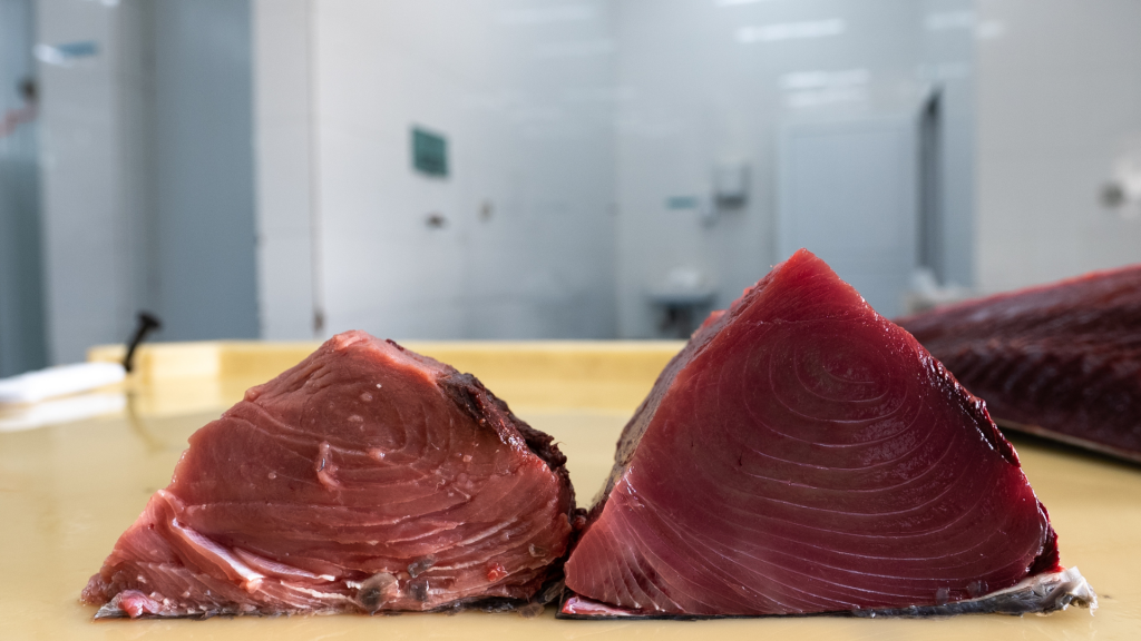 IPNLF, Seafood Souq, and Omani fishers demonstrate a new global source of Sashimi Grade Yellowfin Tuna