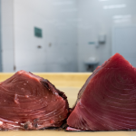 IPNLF, Seafood Souq, and Omani fishers demonstrate a new global source of Sashimi Grade Yellowfin Tuna