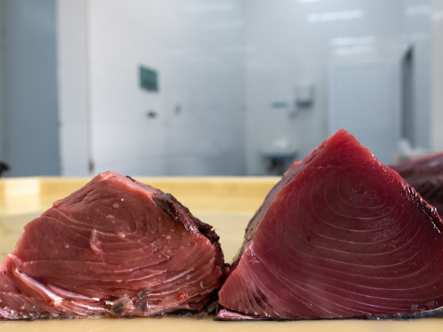 IPNLF, Seafood Souq, and Omani fishers demonstrate a new global source of Sashimi Grade Yellowfin Tuna
