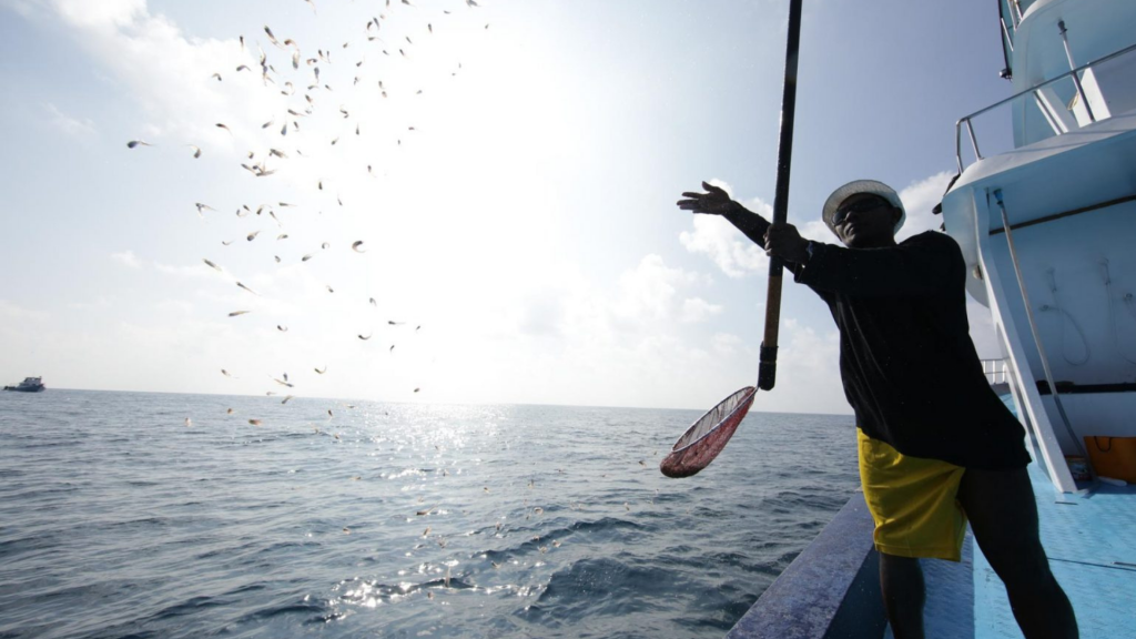 Unlocking a huge potential for ocean conservation and climate change: IPNLF- Maldives and SNtech’s Innovation seeks to limit wild caught bait fish in pole-and-line tuna fishing