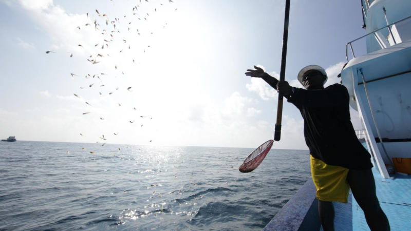 Unlocking a huge potential for ocean conservation and climate change: IPNLF- Maldives and SNtech’s Innovation seeks to limit wild caught bait fish in pole-and-line tuna fishing