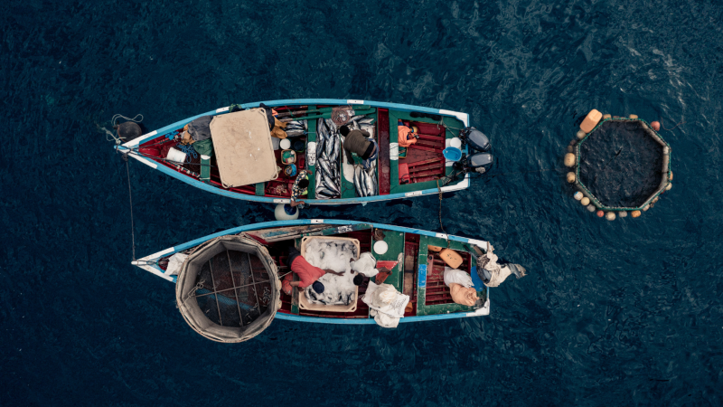 IPNLF Position Statement – Second Intersessional Meeting of ICCAT Panel 1 – Tropical tunas