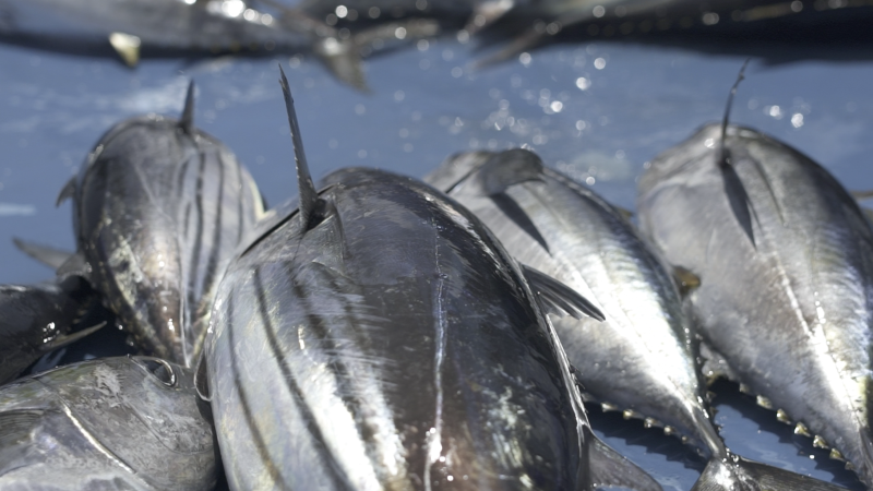 It’s World Fisheries Day!