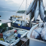 The beginning of the end for harmful subsidies: Is it within reach? – INFOFISH NOV 2022
