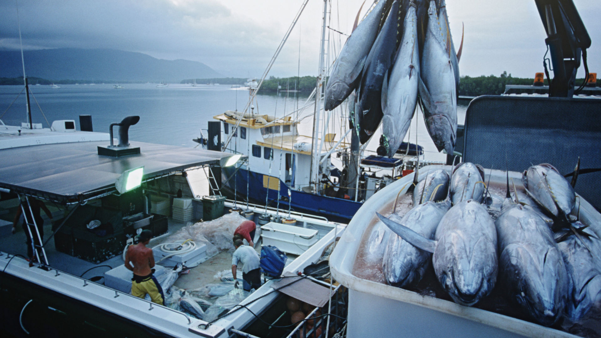 In Indonesia, new hope for the sustainability of pole & line tuna