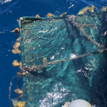 100+ Organisations call on the EU to support effective management of destructive drifting-FADs to rebuild tuna stocks and protect our oceans