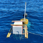 Exploring innovative alternatives for live bait in pole-and-line fisheries