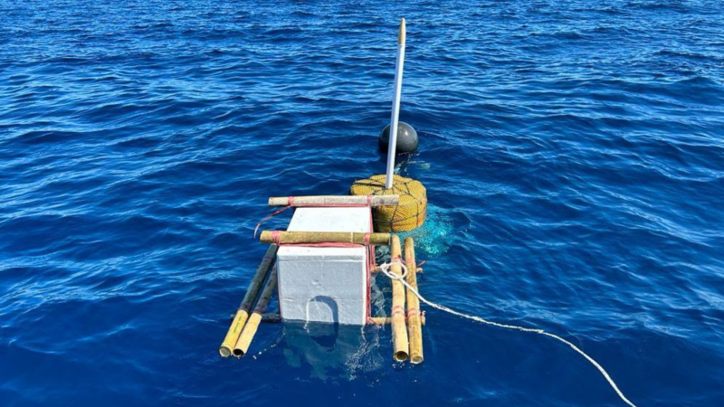 Exploring innovative alternatives for live bait in pole-and-line fisheries