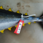 Maldives Tuna: An Icon in Food Production