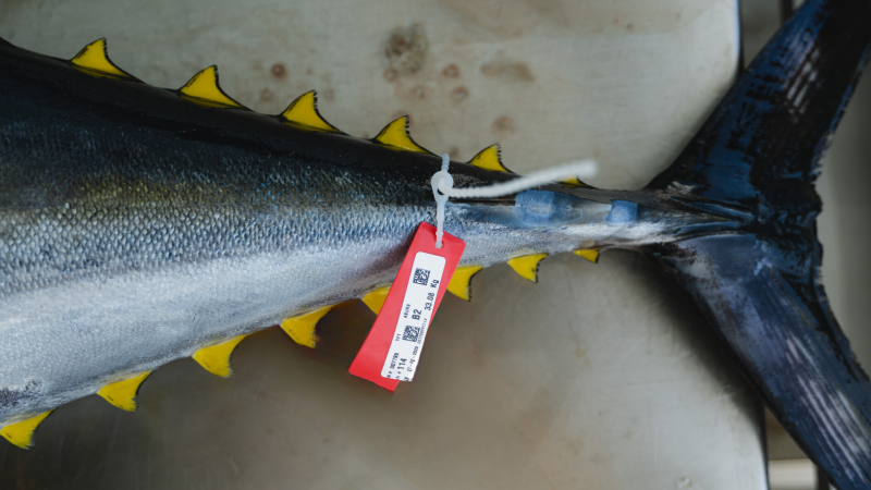 Maldives Tuna: An Icon in Food Production