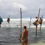 Journey through Sri Lanka: Unveiling the Pole-and-Line Fishing Activities that Support Local Livelihoods