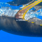 Bountiful oceans and thriving fishing communities: It’s not a dream – it’s a vision.